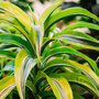 Dracaena fragrans (Deremensis Group) 'Lemon Lime'