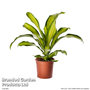 Dracaena fragrans 'Charley'