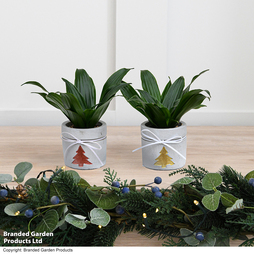 Dracaena Christmas - Gift