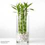 Dracaena sanderiana 'Lucky Bamboo' Straight Stem