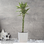 Dracaena surculosa 'Twisted Stem' - Gift