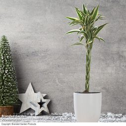 Dracaena surculosa 'Twisted Stem' - Gift