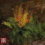 Dryopteris wallichiana 'Jurassic Gold'