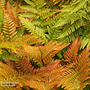 Dryopteris erythrosora