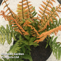 Dryopteris wallichiana 'Jurassic Gold'