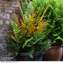 Dryopteris wallichiana 'Jurassic Gold'