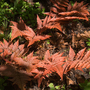 Dryopteris erythrosora var. koidzumiana