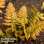 Dryopteris lepidopoda