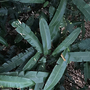 Dryopteris sieboldii