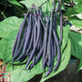 Dwarf Bean 'Mistik' (French Bean) - Seeds