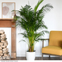 Bamboo Palm