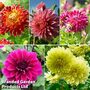 Dahlia 'Dark Diamond Mix'