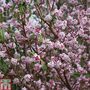 Daphne bholua 'Jacqueline Postill'