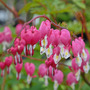 Dicentra spectabilis