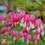 Dicentra spectabilis