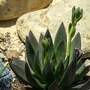 Echeveria 'Affinis'