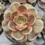Echeveria 'Agavoides Mont'