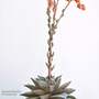 Echeveria purpusorum