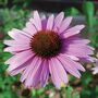 Echinacea 'Nectar Pink'