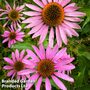 Echinacea purpurea 'Brilliant Star' - Easy Grow Seed Range