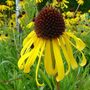 Echinacea Paradoxa