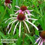 Echinacea Pallida