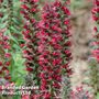 Echium Amoenum Red Feathers