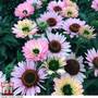 Echinacea 'Sunseekers Salmon'