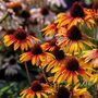 Echinacea 'Parrot'