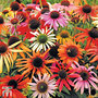 Echinacea purpurea 'Primadonna Mixed'