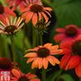 Echinacea 'Cheyenne Spirit'