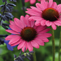 Echinacea purpurea 'Magnus'