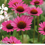 Echinacea purpurea 'Magnus'