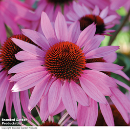 Echinacea 'Nectar Pink'