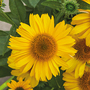 Echinacea purpurea 'Papallo Classic Gold'