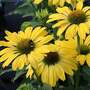 Echinacea purpurea 'Papallo Classic Lemon'