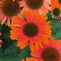 Echinacea purpurea 'Papallo Power Coral Orange'