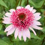 Echinacea purpurea 'Papallo Semi Double Pink'