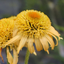 Echinacea purpurea 'Papallo Semi Double Peach'