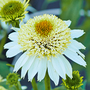 Echinacea purpurea 'Papallo Semi Double White'