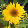 Echinacea purpurea 'Papallo Classic Deep Yellow'