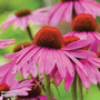 Echinacea purpurea 'Pink Parasol' - Seeds