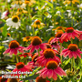 Echinacea 'Red Coneflower' - Seeds