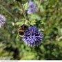 Echinops ritro - Seeds