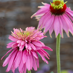 Echinacea purpurea 'Paradiso Super-Duper' - Seeds