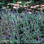 Echinops bannaticus 'Taplow Blue'
