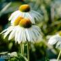 Echinacea purpurea 'White Swan'