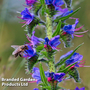 Vipers Bugloss - Kew Wildflower Seeds