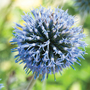 Echinops ritro - Seeds