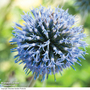 Echinops ritro